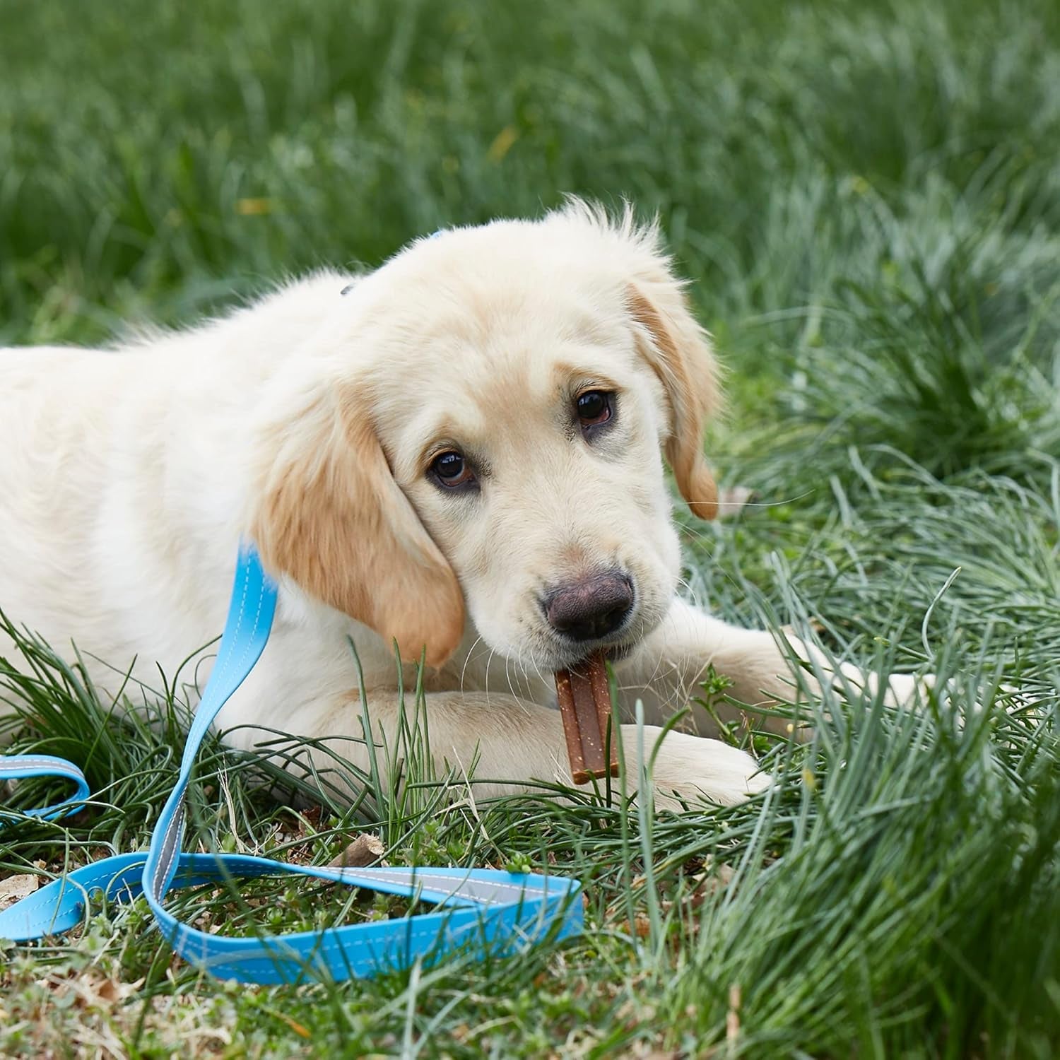 Reflective Dog Collar and Leash Set
